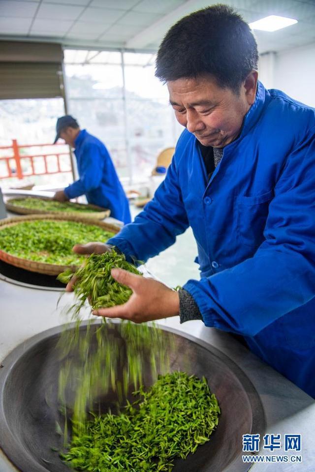紫阳富硒茶向阳茶厂