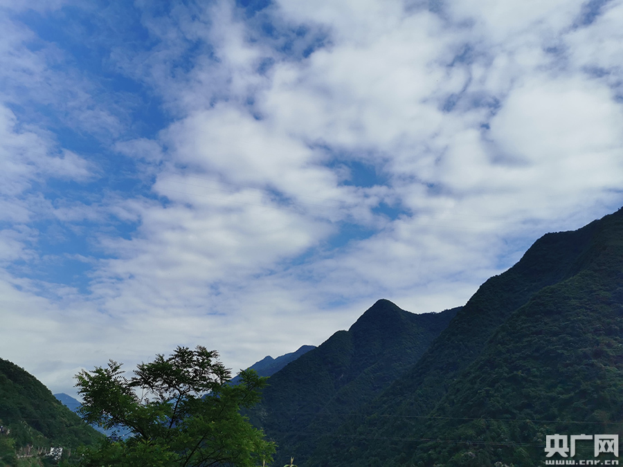 紫阳富硒茶向阳茶厂