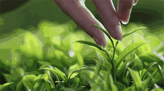 紫阳富硒茶发展困境