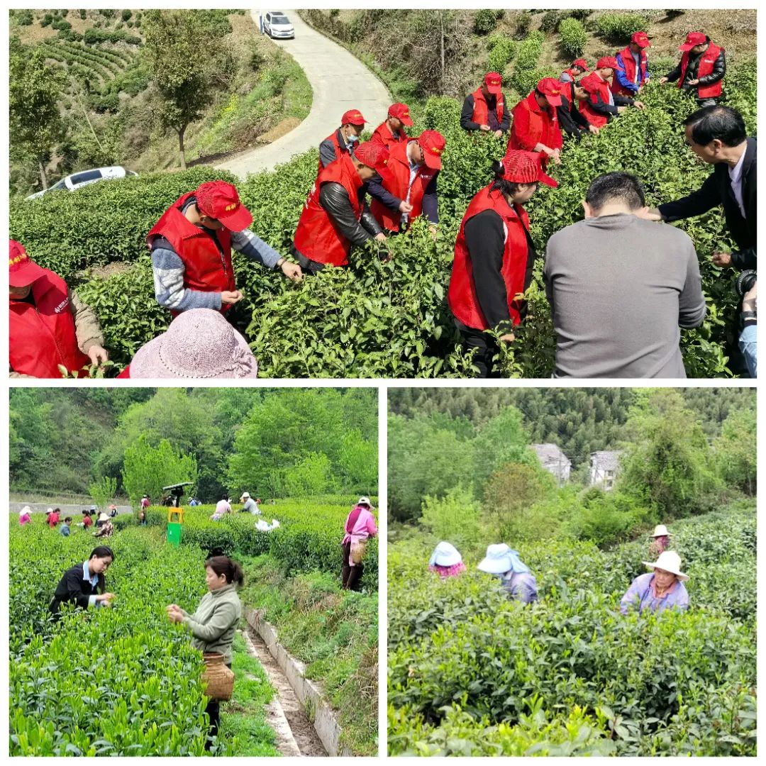 紫阳富硒茶采摘季节