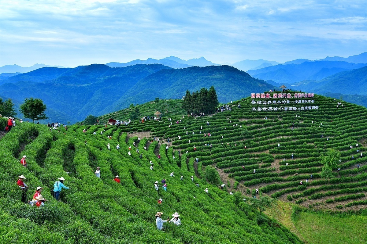 陕西富硒茶开园仪式