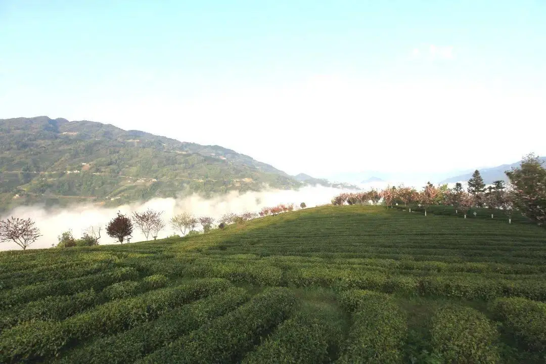 紫阳富硒茶开园季节