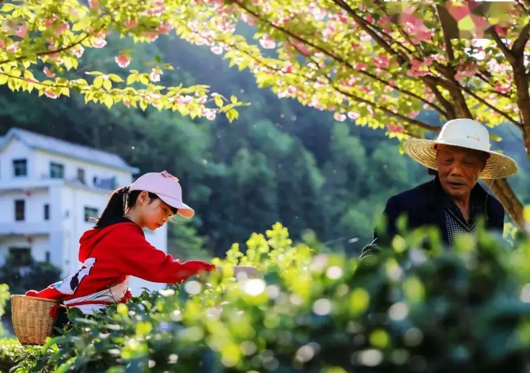 紫阳富硒茶开园季节