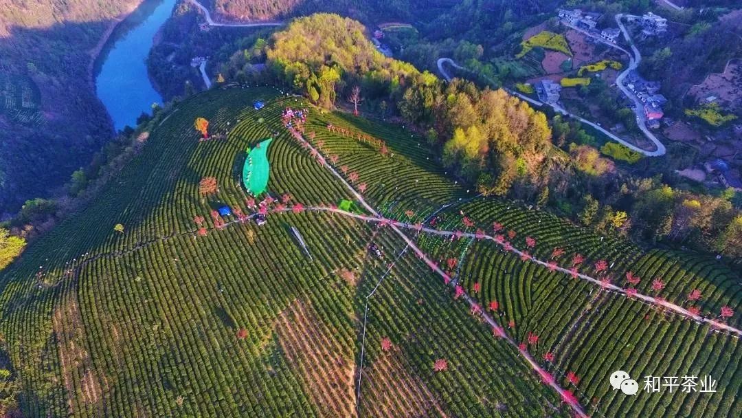 紫阳富硒茶宣传文章