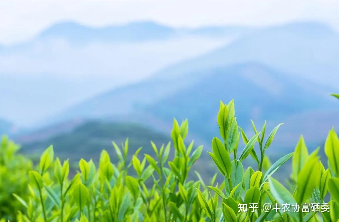 明前富锌富硒茶批发