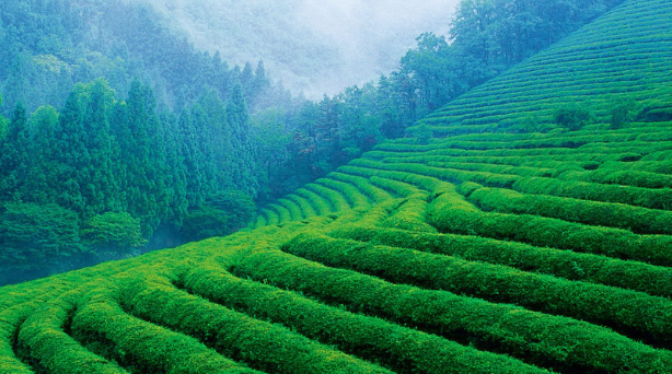 陕西紫阳富硒茶冲泡