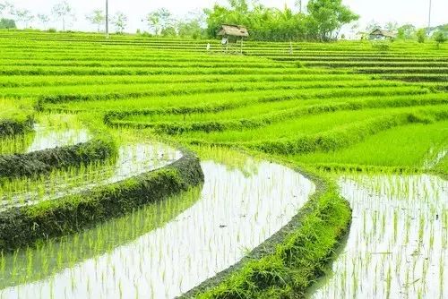安徽富硒茶玉露企业