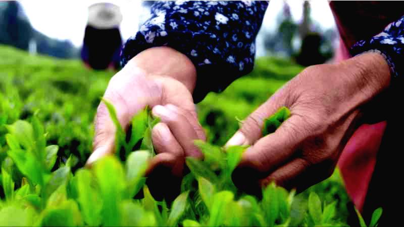 恩施富硒茶营养特点