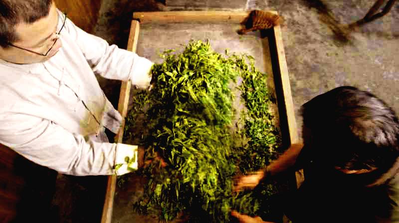 恩施富硒茶营养特点