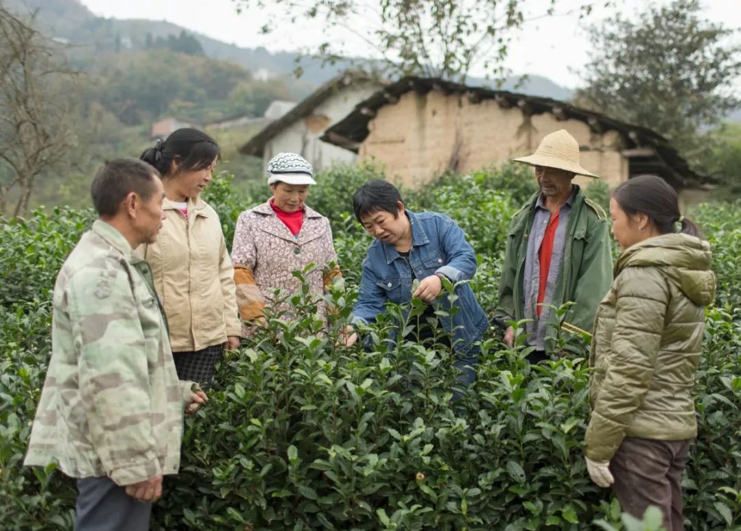 紫阳富硒茶真假辨别