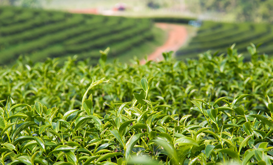 紫阳富硒茶最好品牌
