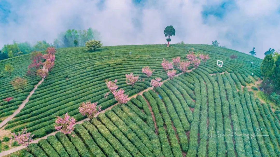 紫阳富硒茶私人订制