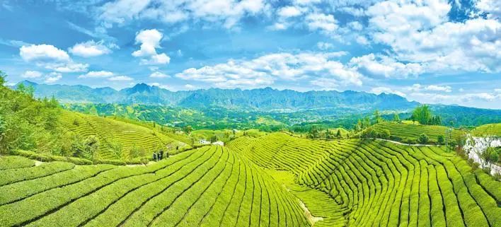 武汉富硒茶玉露费用
