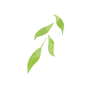 武汉富硒茶玉露费用