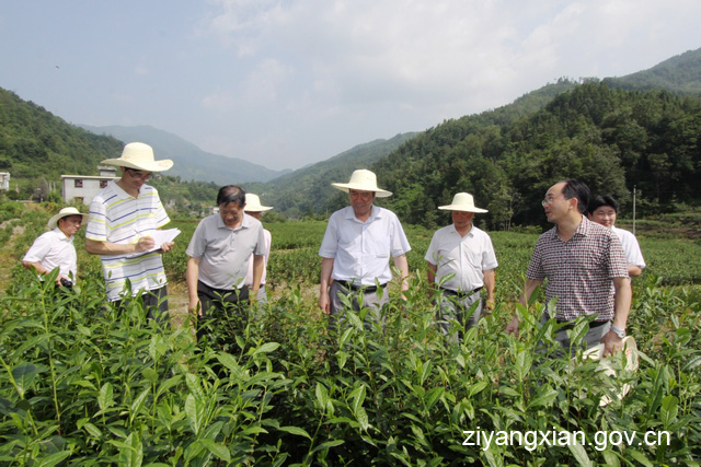 紫阳富硒茶生产周期