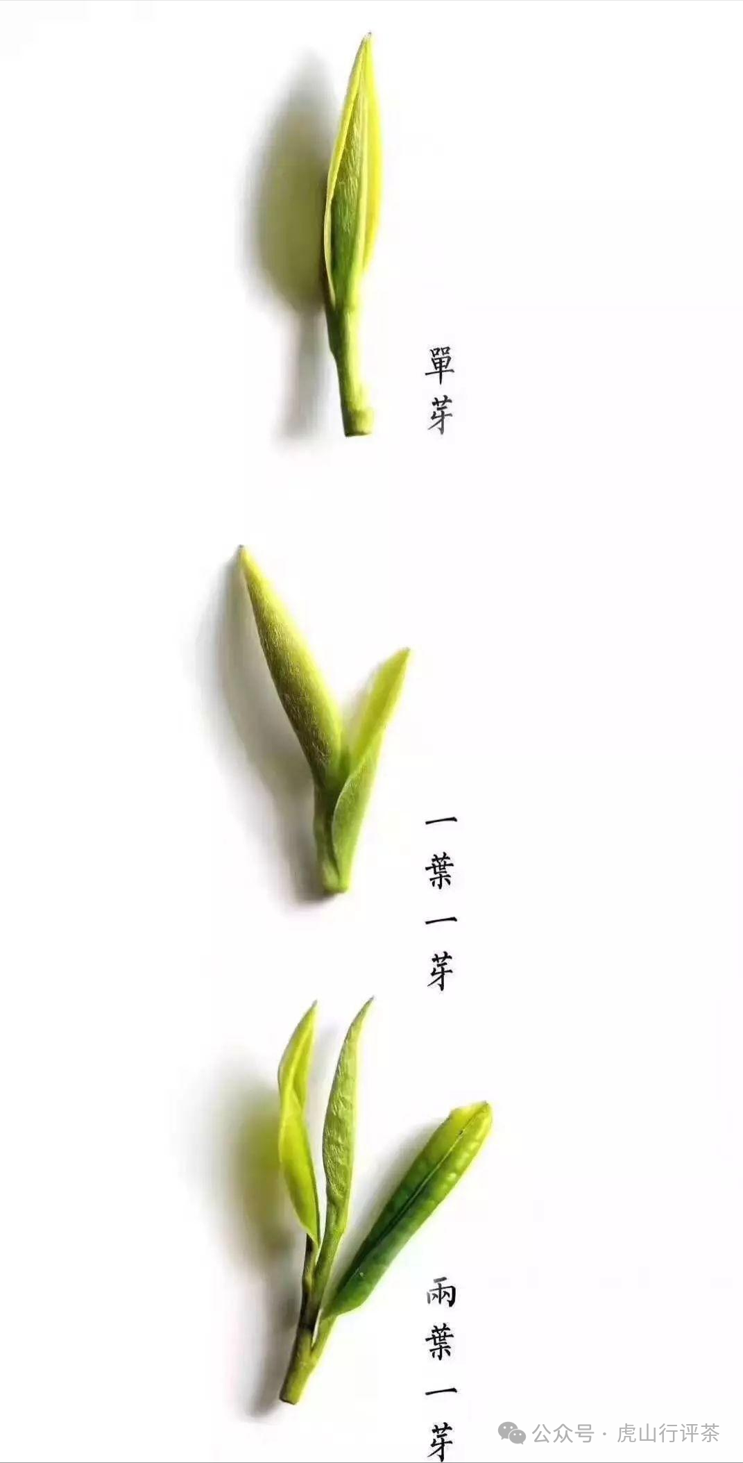 恩施富硒茶采摘时间