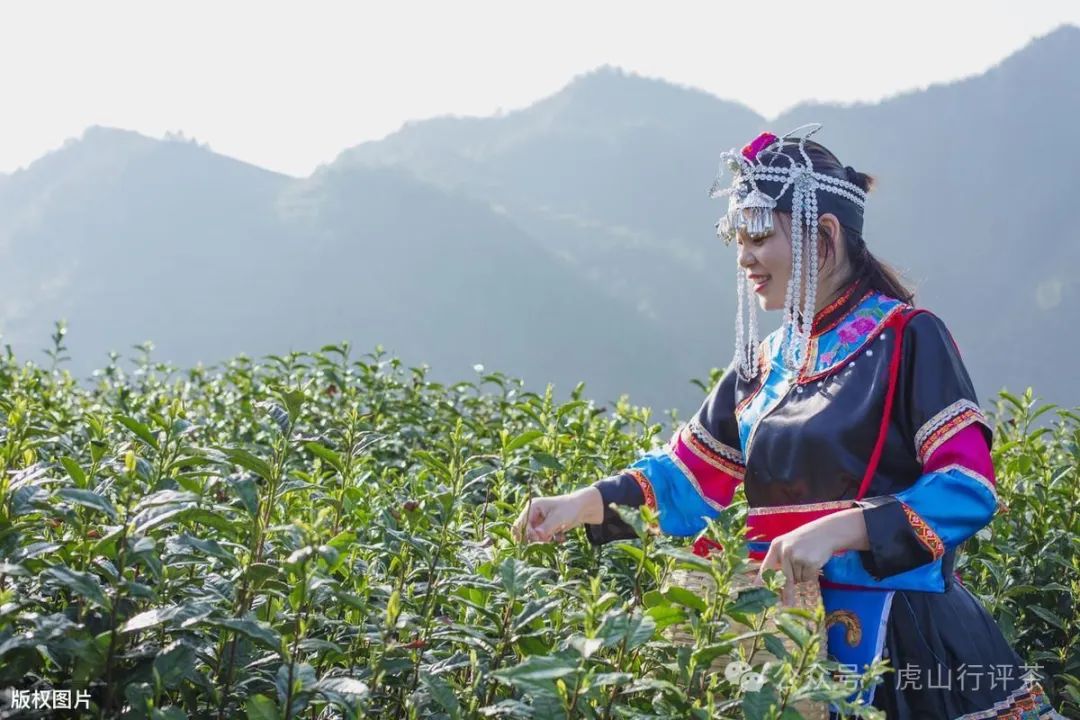 恩施富硒茶采摘时间