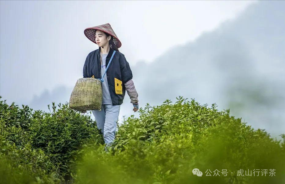 恩施富硒茶采摘时间