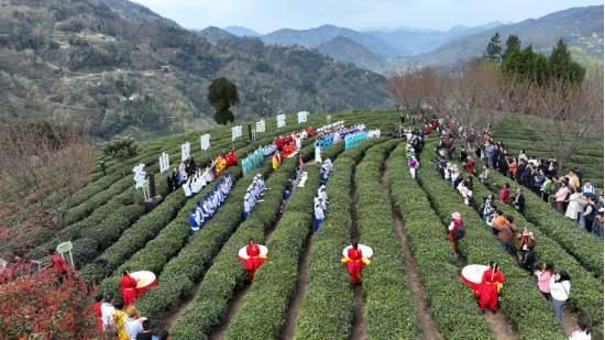 安康紫阳富硒茶简介
