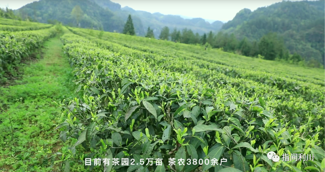 利川富硒茶绿茶价格