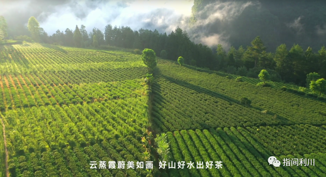 利川富硒茶绿茶价格