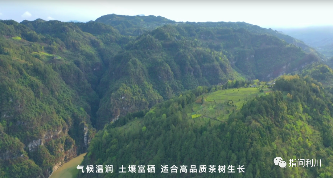 利川富硒茶绿茶价格