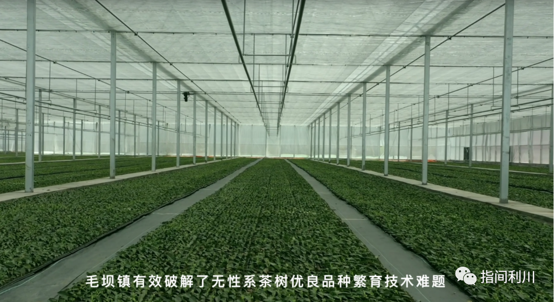 利川富硒茶绿茶价格
