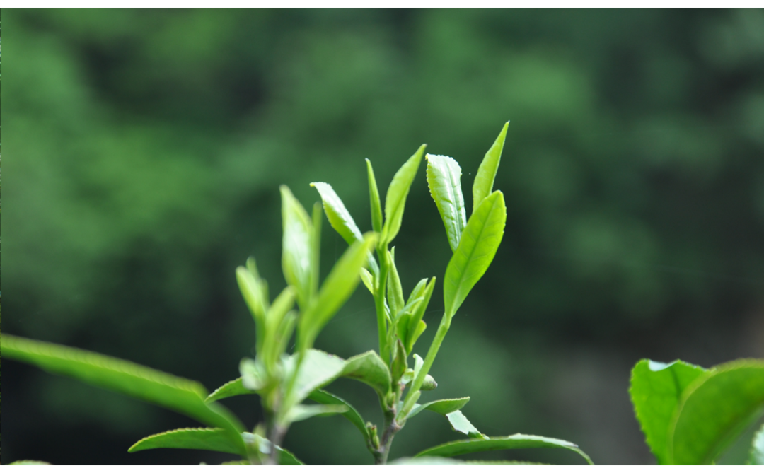 紫阳富硒茶 福禧园