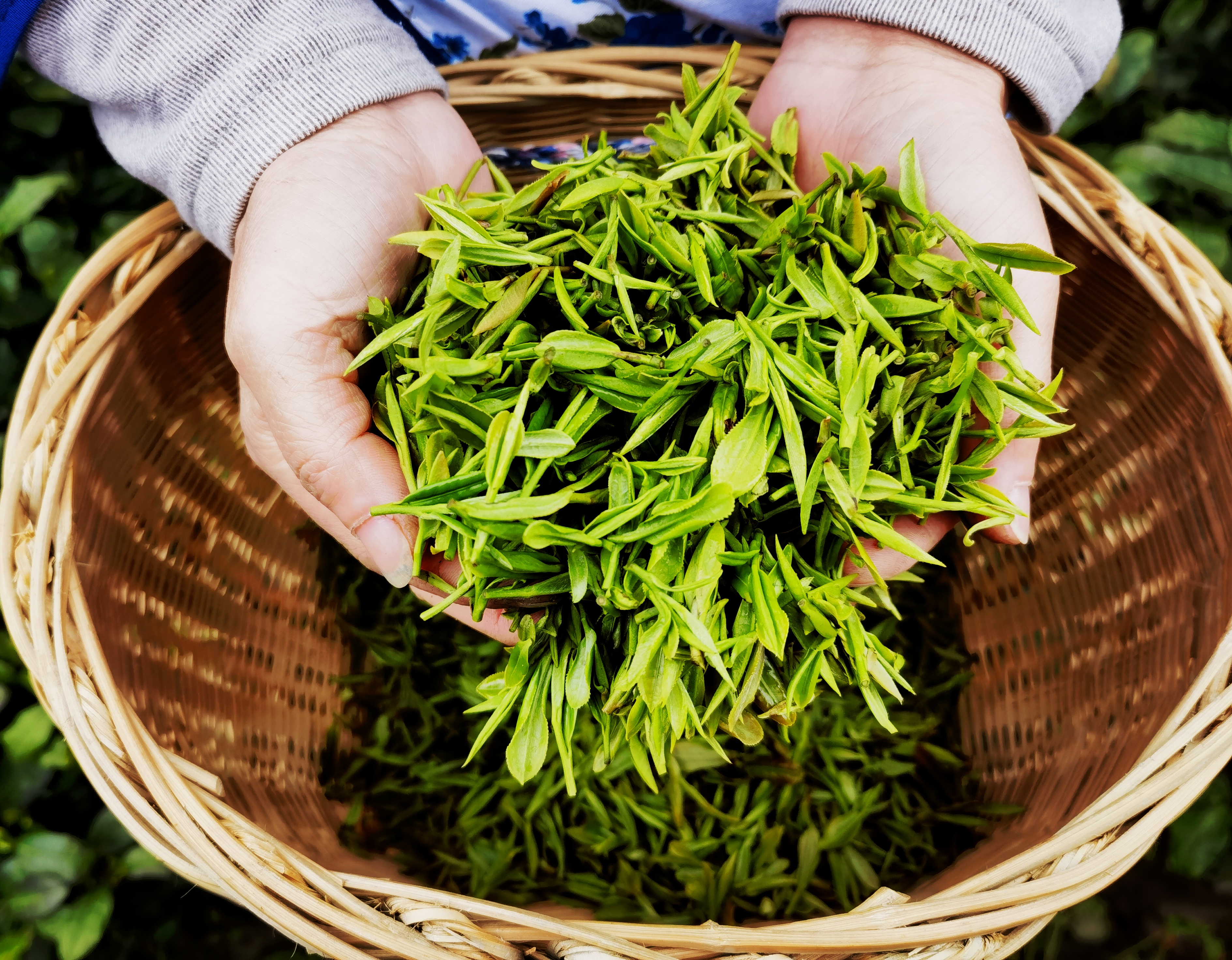 黄山富硒茶哪里最好