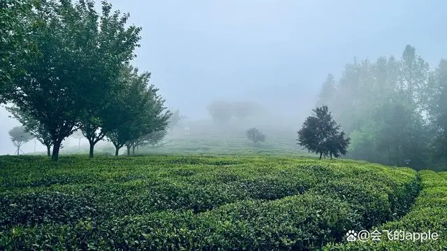 安康富硒茶主要销售