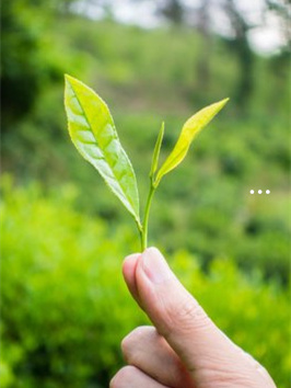 富硒茶必须标明营养