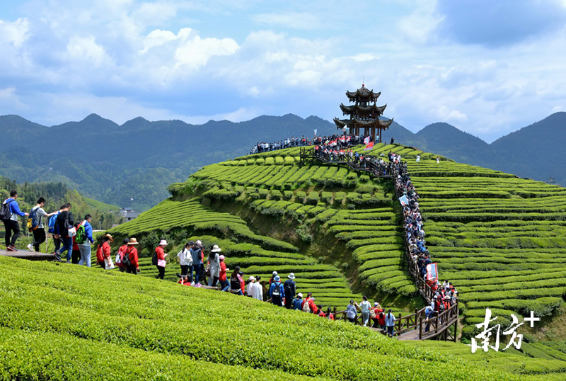 武昌富硒茶玉露企业