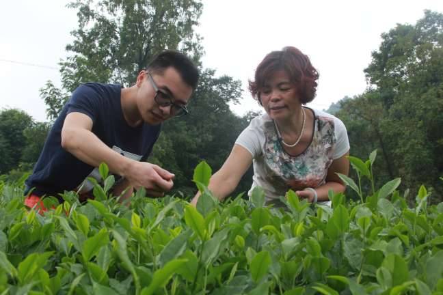 富硒茶含有什么元素