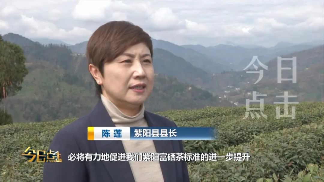 品牌紫阳富硒茶批发
