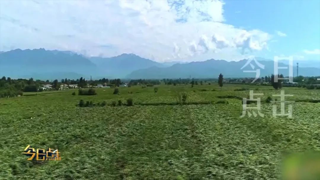 品牌紫阳富硒茶批发