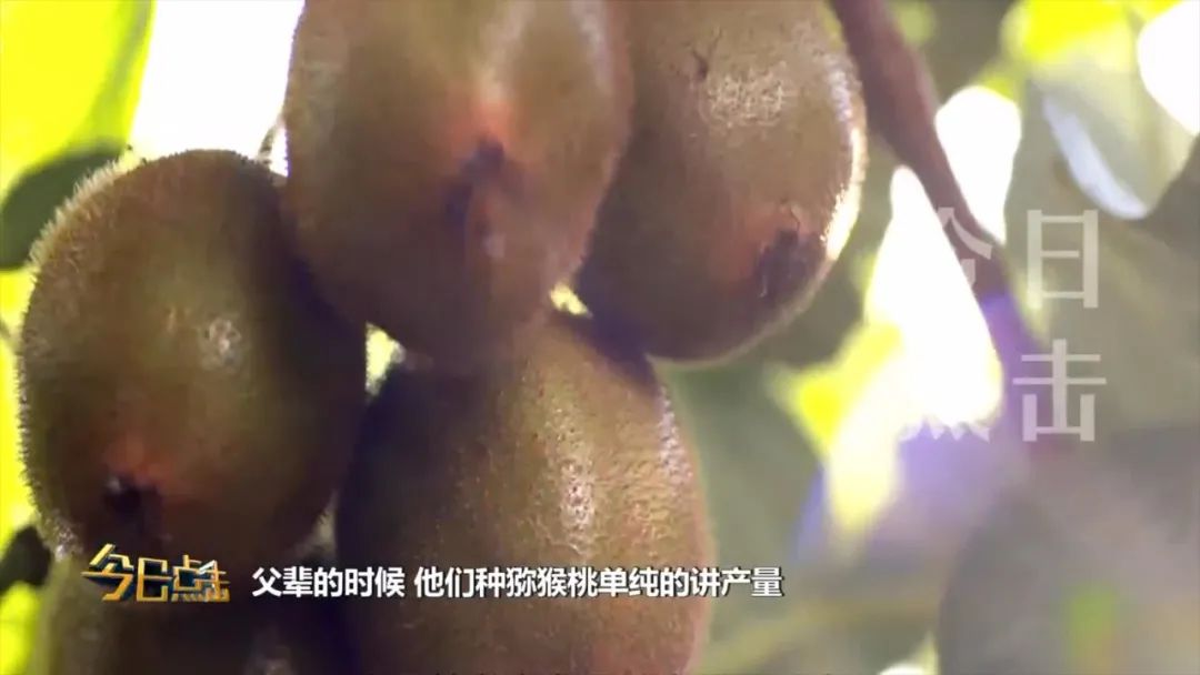 品牌紫阳富硒茶批发