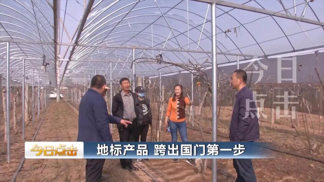 品牌紫阳富硒茶批发