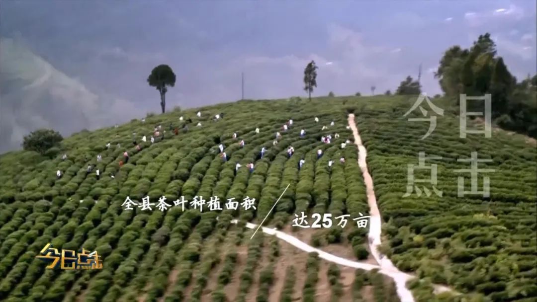 品牌紫阳富硒茶批发
