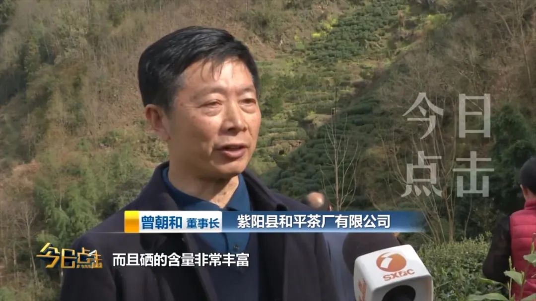 品牌紫阳富硒茶批发