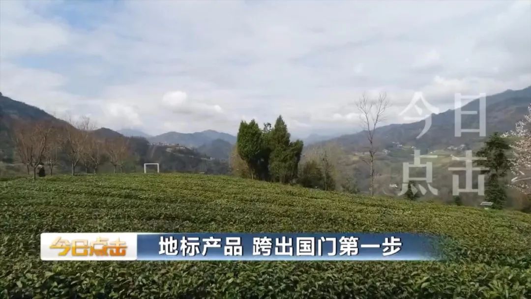 品牌紫阳富硒茶批发