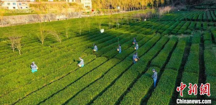 安康富硒茶品牌建设