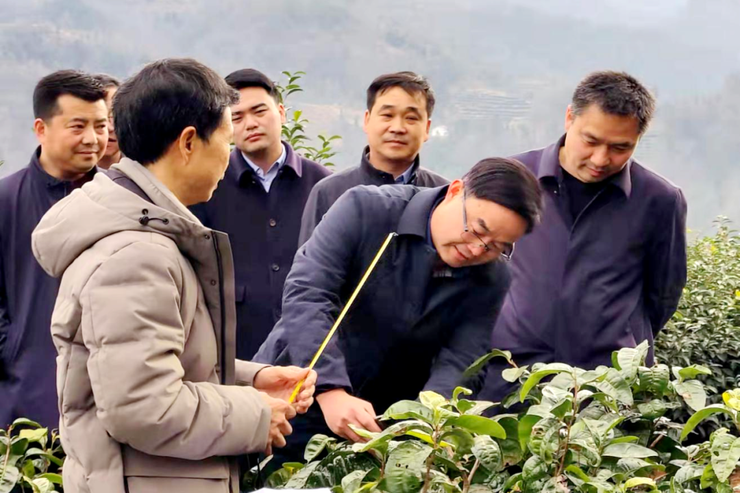 富硒茶产业发展报告