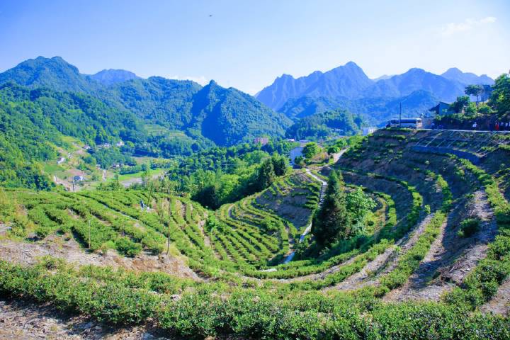 安康富硒茶直播岚皋