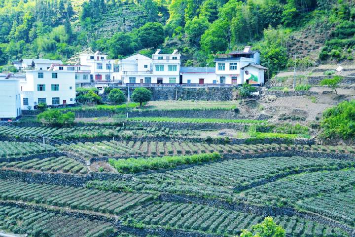 安康富硒茶直播岚皋
