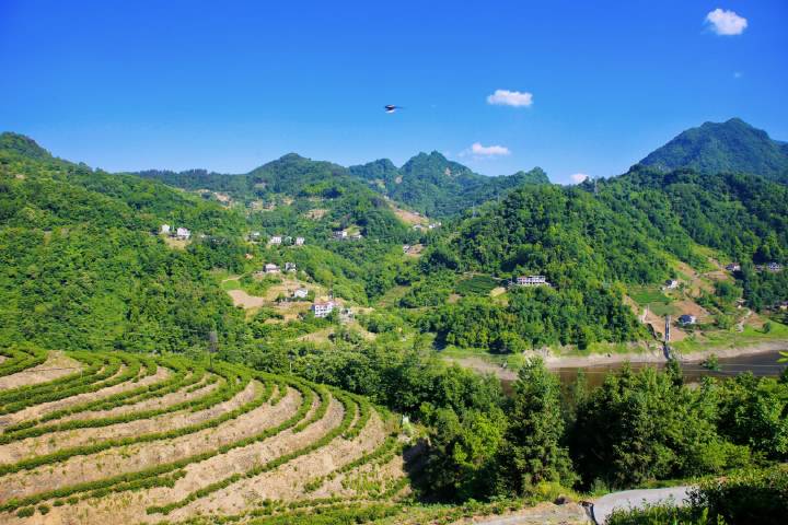 安康富硒茶直播岚皋