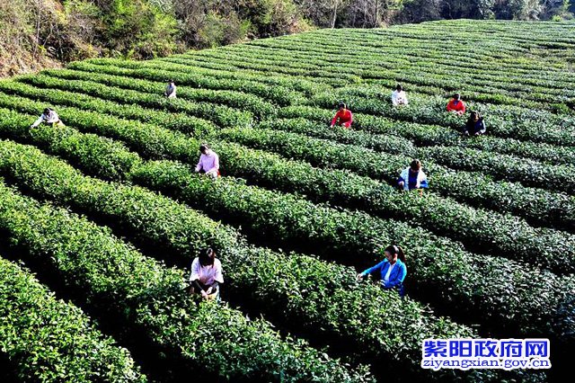紫阳富硒茶发展历程