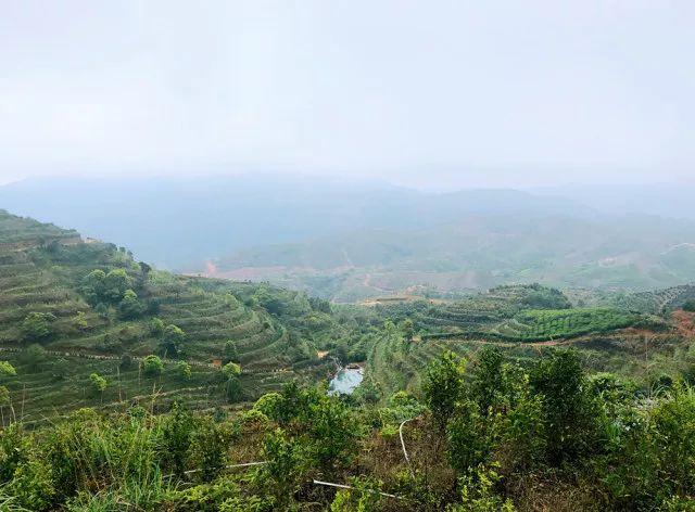 富硒单丛茶是什么茶