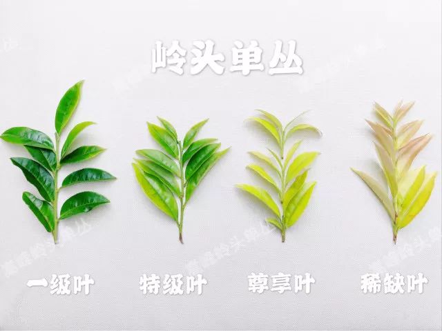 富硒单丛茶是什么茶