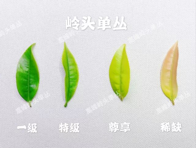 富硒单丛茶是什么茶