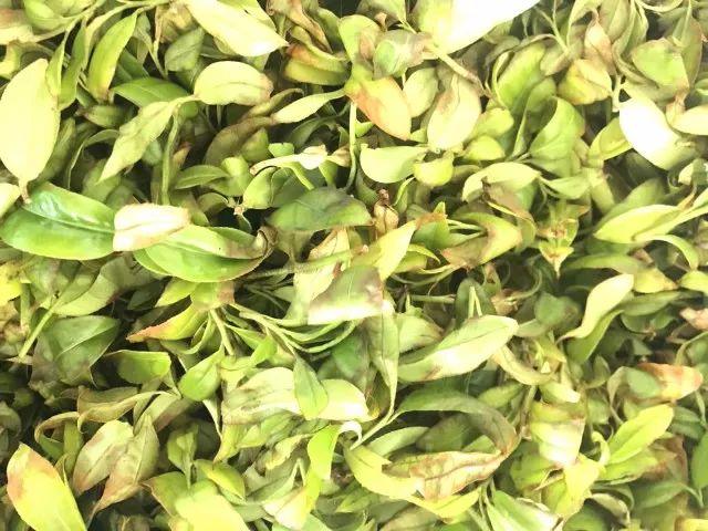 富硒单丛茶是什么茶